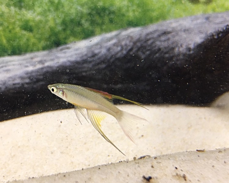 Threadfin Rainbowfish 2cm 2.5cm